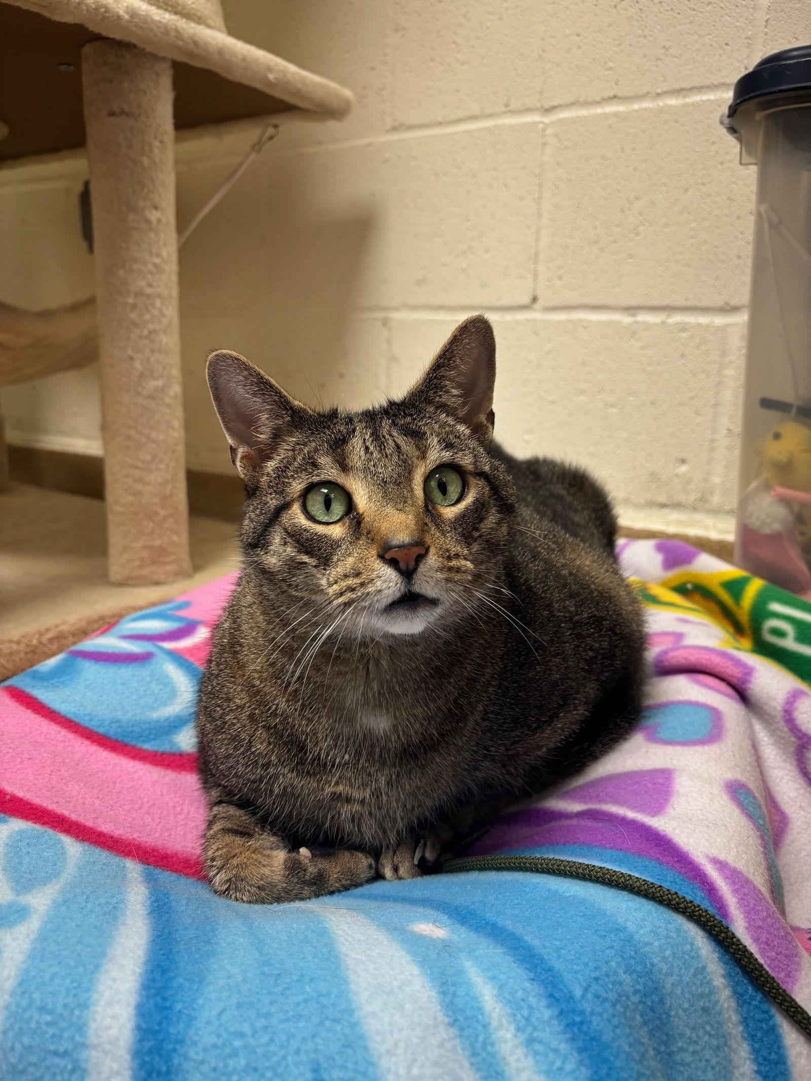 Enlarge Baby, a Adoptable Domestic Short Hair in Brick, NJ image 2/3