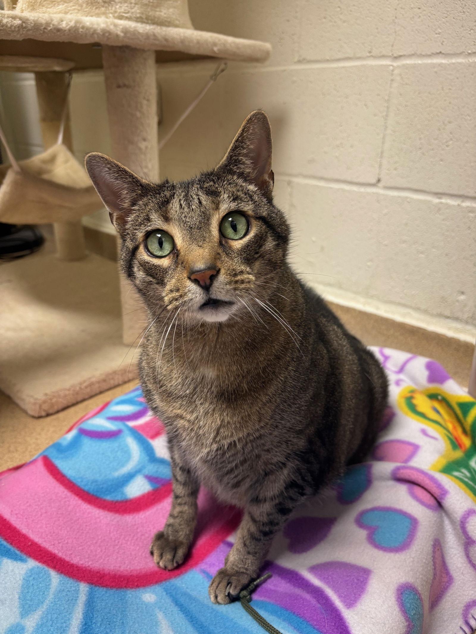 Enlarge Baby, a Adoptable Domestic Short Hair in Brick, NJ image 3/3