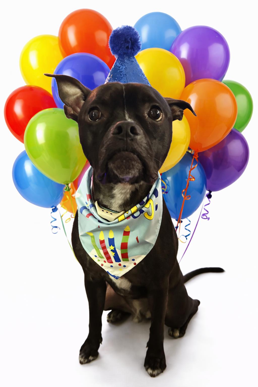 Jett, Adoptable, Young Male American Staffordshire Terrier & Boston Terrier.