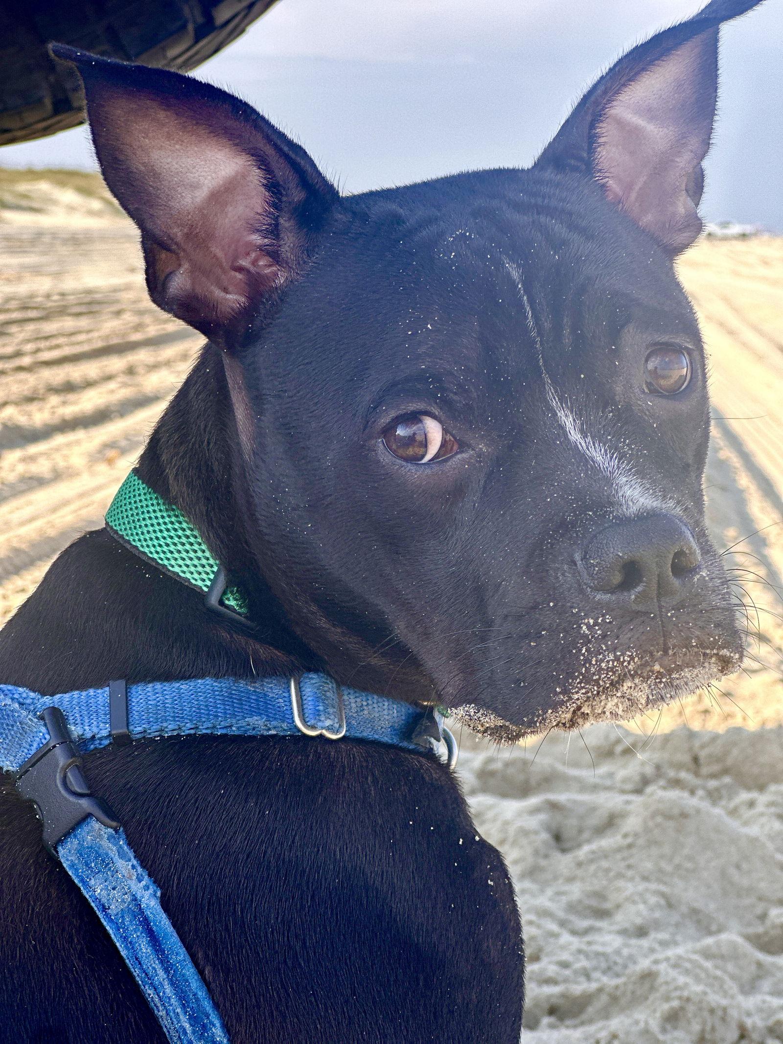 Jett, Adoptable, Puppy Male American Staffordshire Terrier & Boston Terrier.