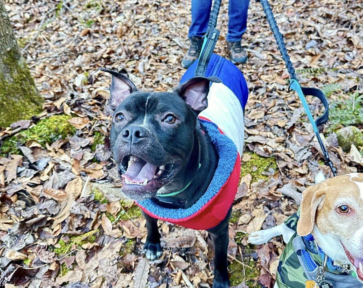 Enlarge Jett, a Adoptable mixed breed in Cary, NC image 2/3