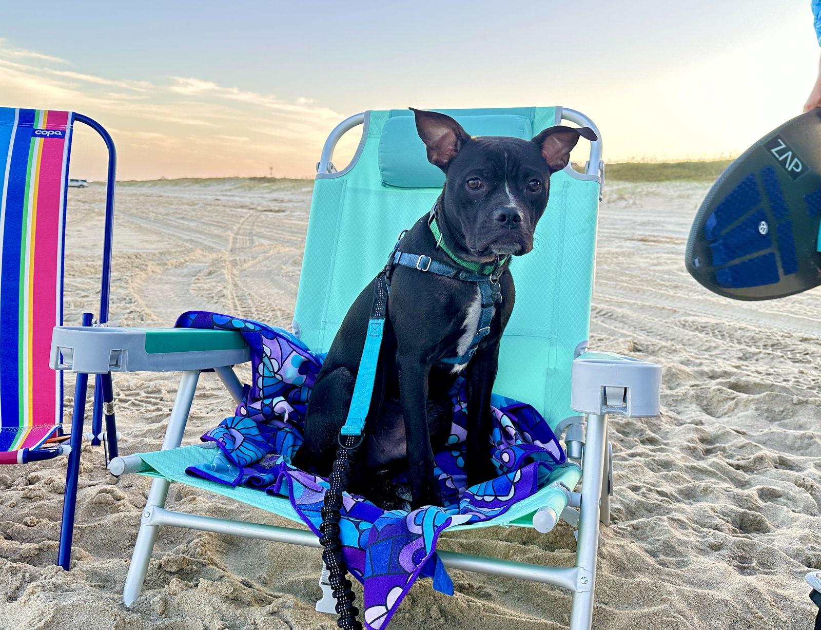 Jett, a Adoptable mixed breed in Cary, NC image 2/3