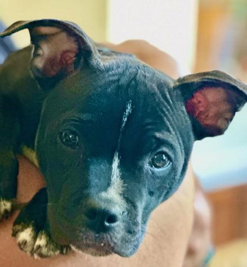 Jett, a Adoptable mixed breed in Cary, NC image 3/3