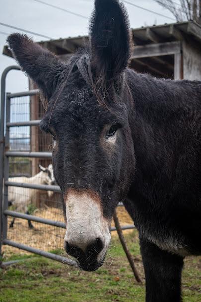 Enlarge Walter, a ADOPTABLE Donkey in Bellingham, WA image 1/2