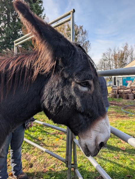 Enlarge Walter, a ADOPTABLE Donkey in Bellingham, WA image 2/2
