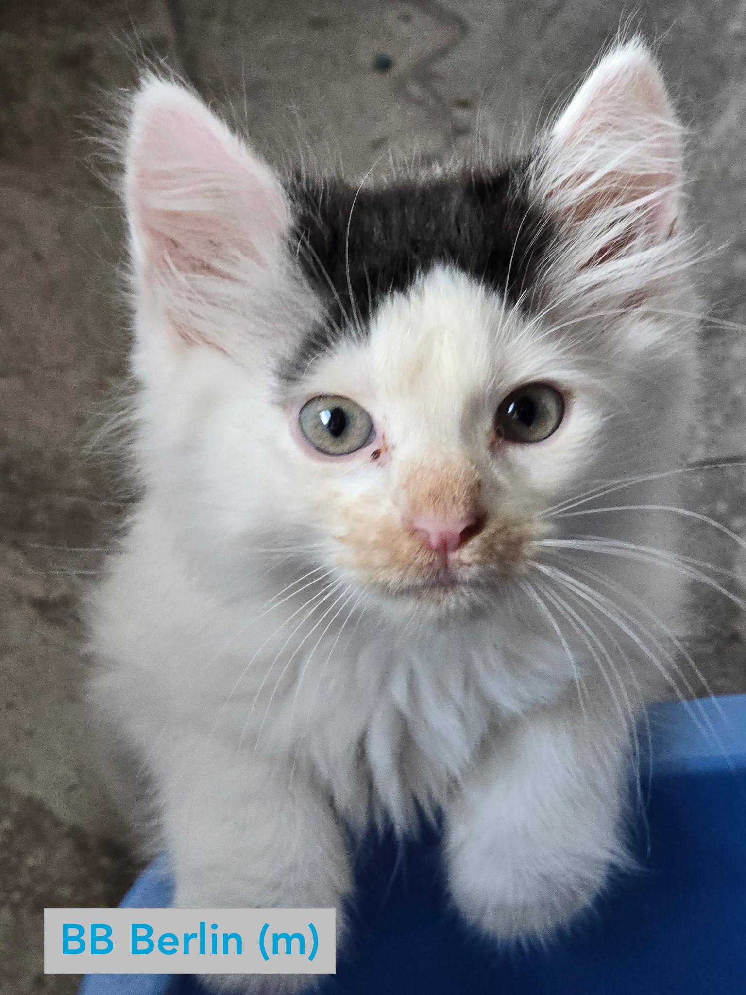 BB Berlin, Baby Male Domestic Medium Hair