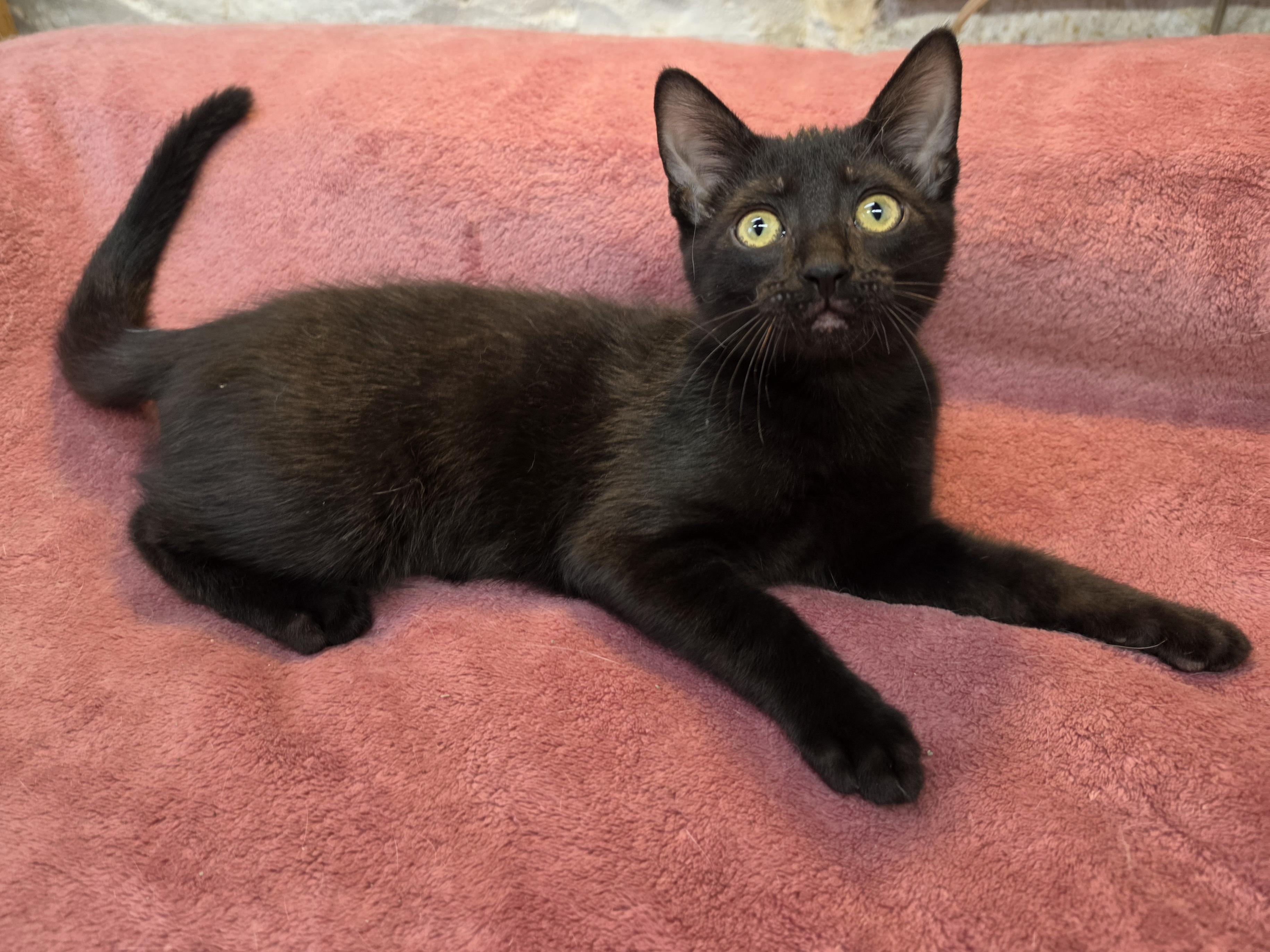 Enlarge Frankie, a Adoptable Domestic Short Hair in Avon, OH image 2/4