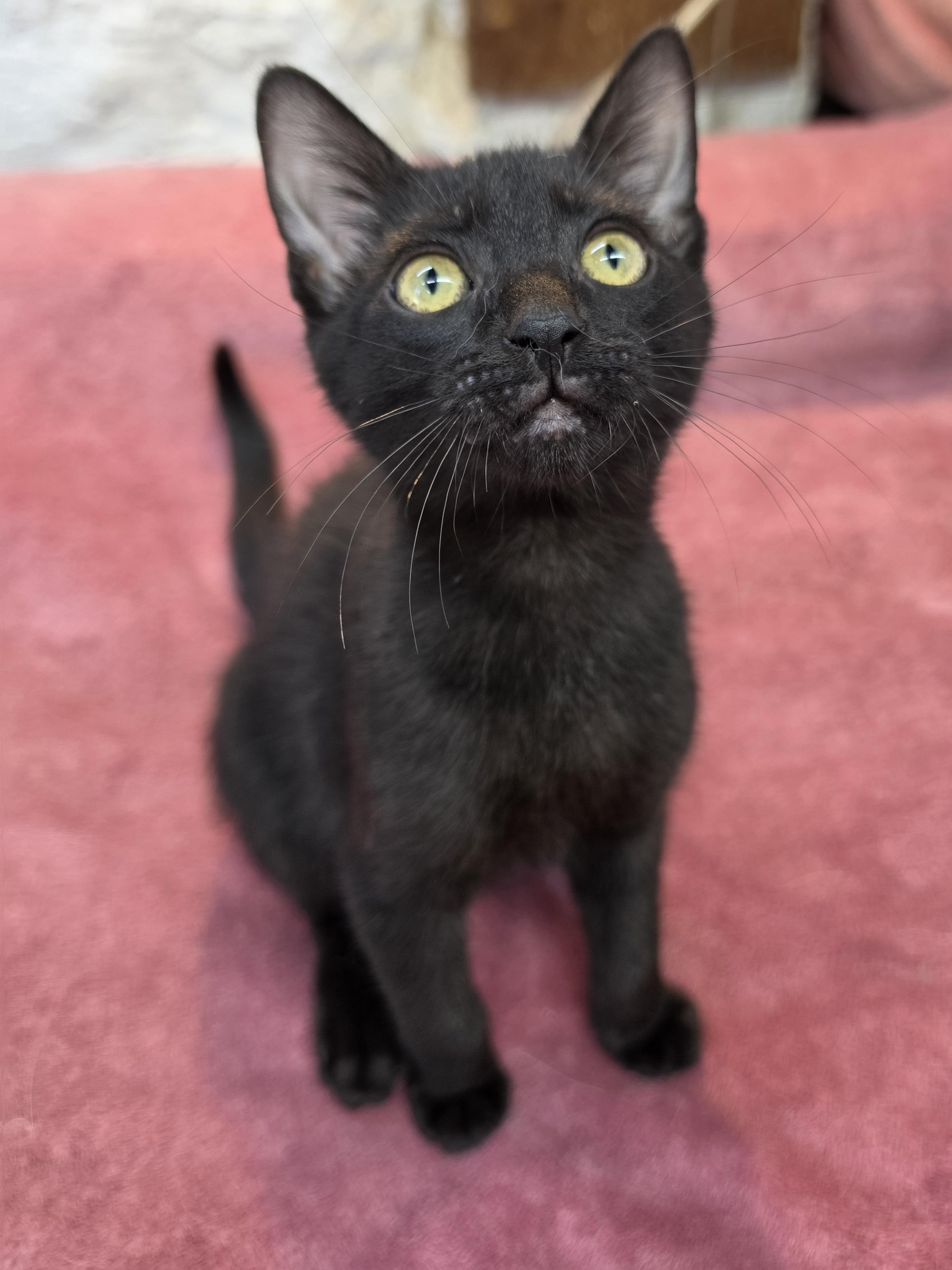 Enlarge Frankie, a Adoptable Domestic Short Hair in Avon, OH image 4/4