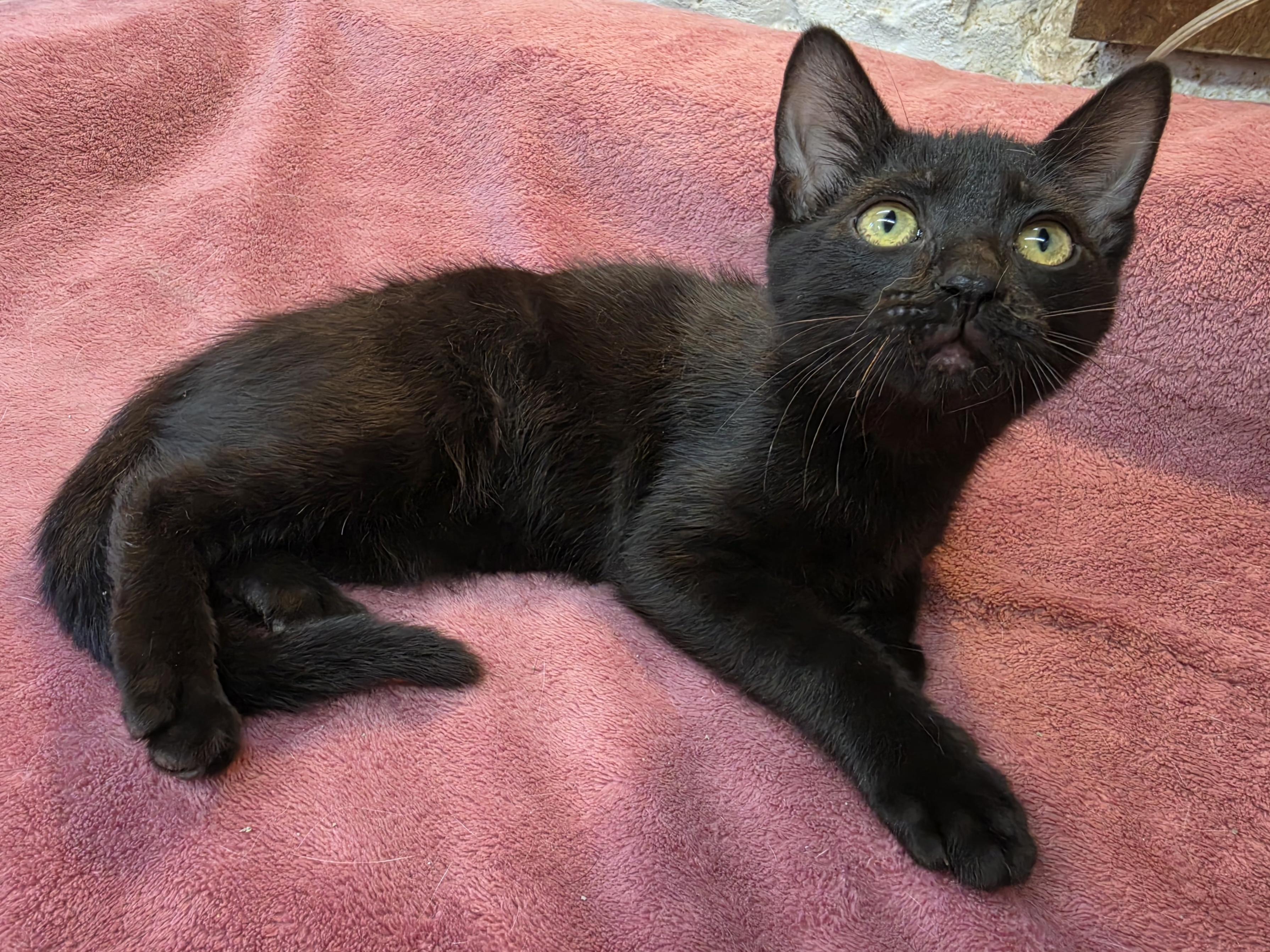 Enlarge Frankie, a Adoptable Domestic Short Hair in Avon, OH image 3/4