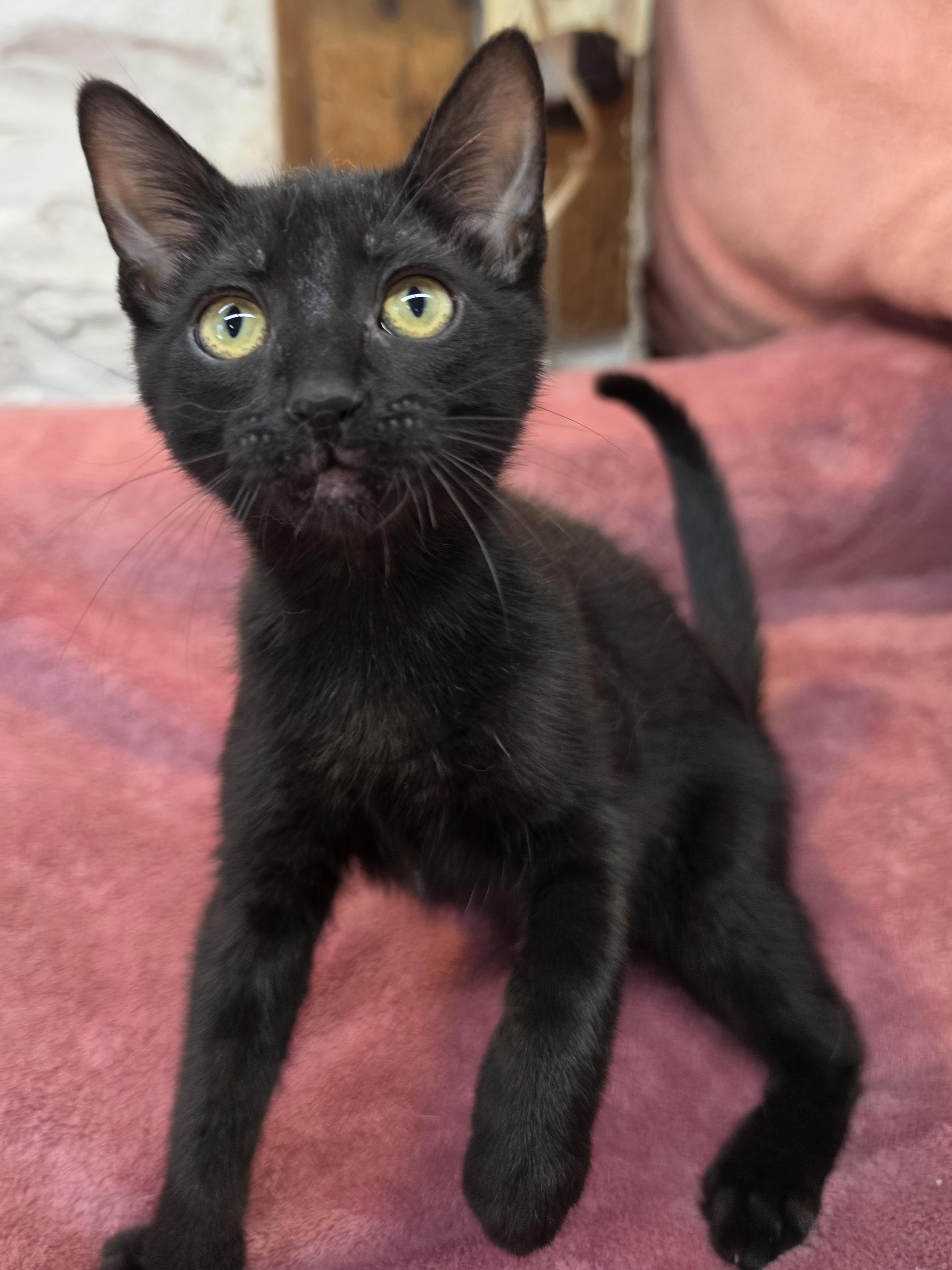 Frankie, Adoptable, Kitten Male Domestic Short Hair.