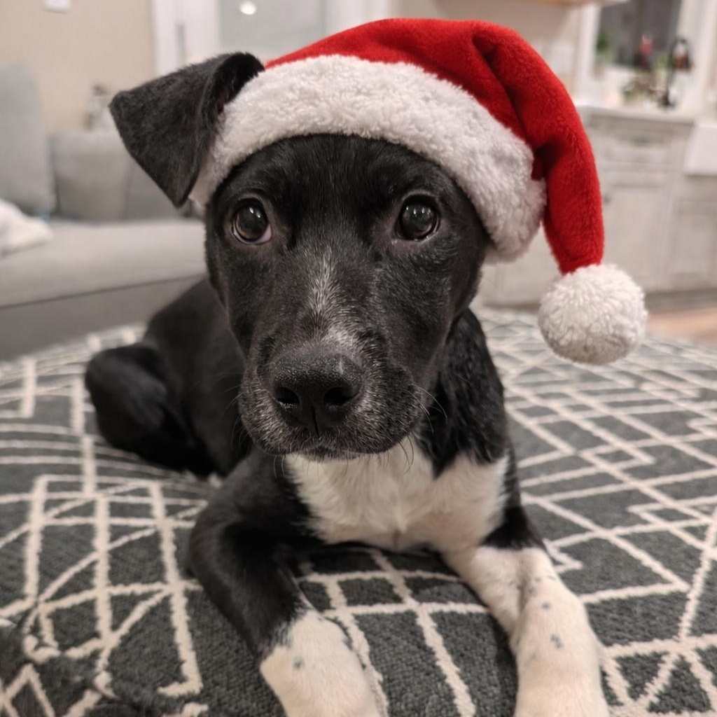 Beau*, a ADOPTABLE mixed breed in Warwick, RI image 1/5