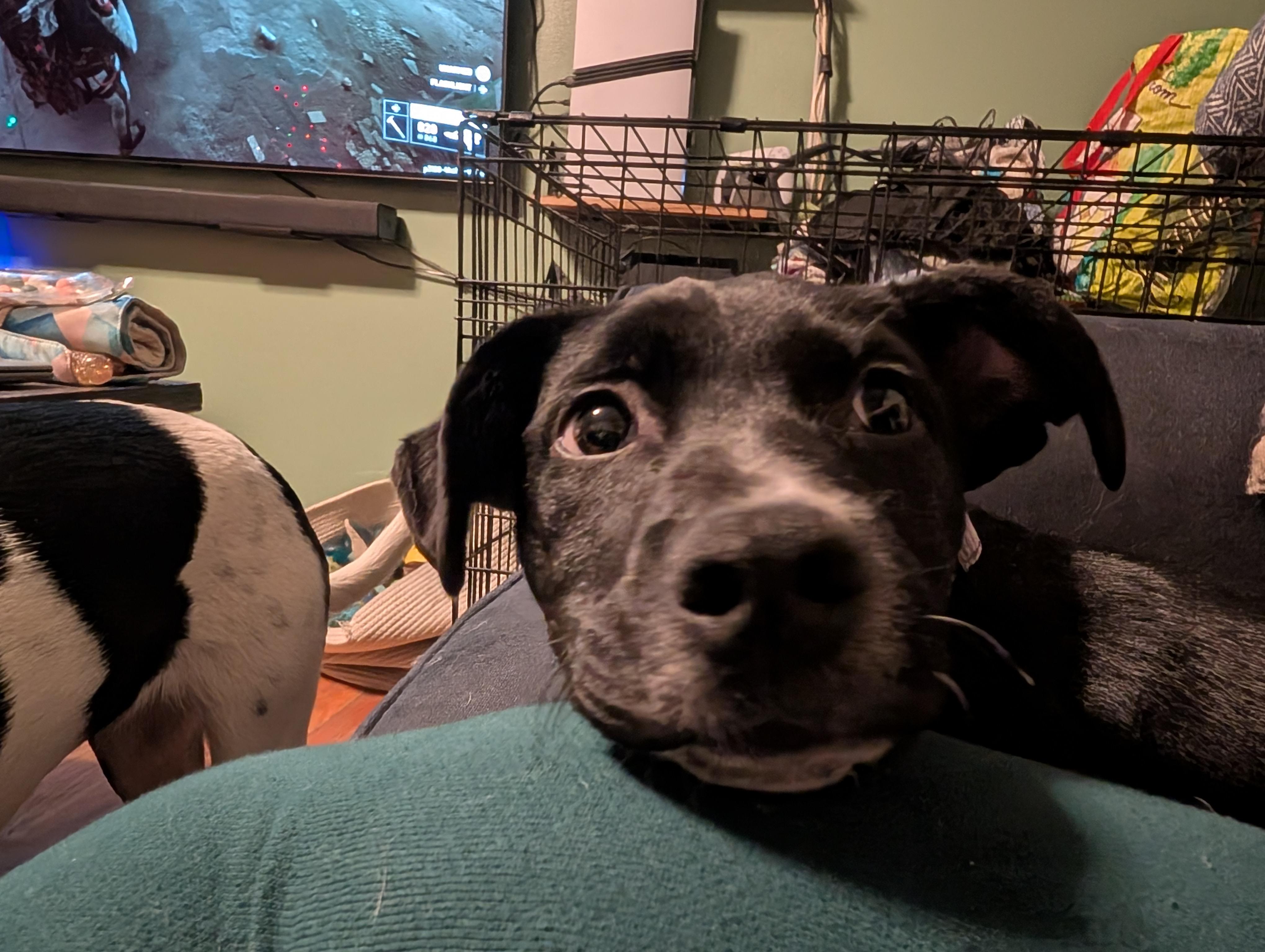 Beau*, a ADOPTABLE mixed breed in Warwick, RI image 1/3