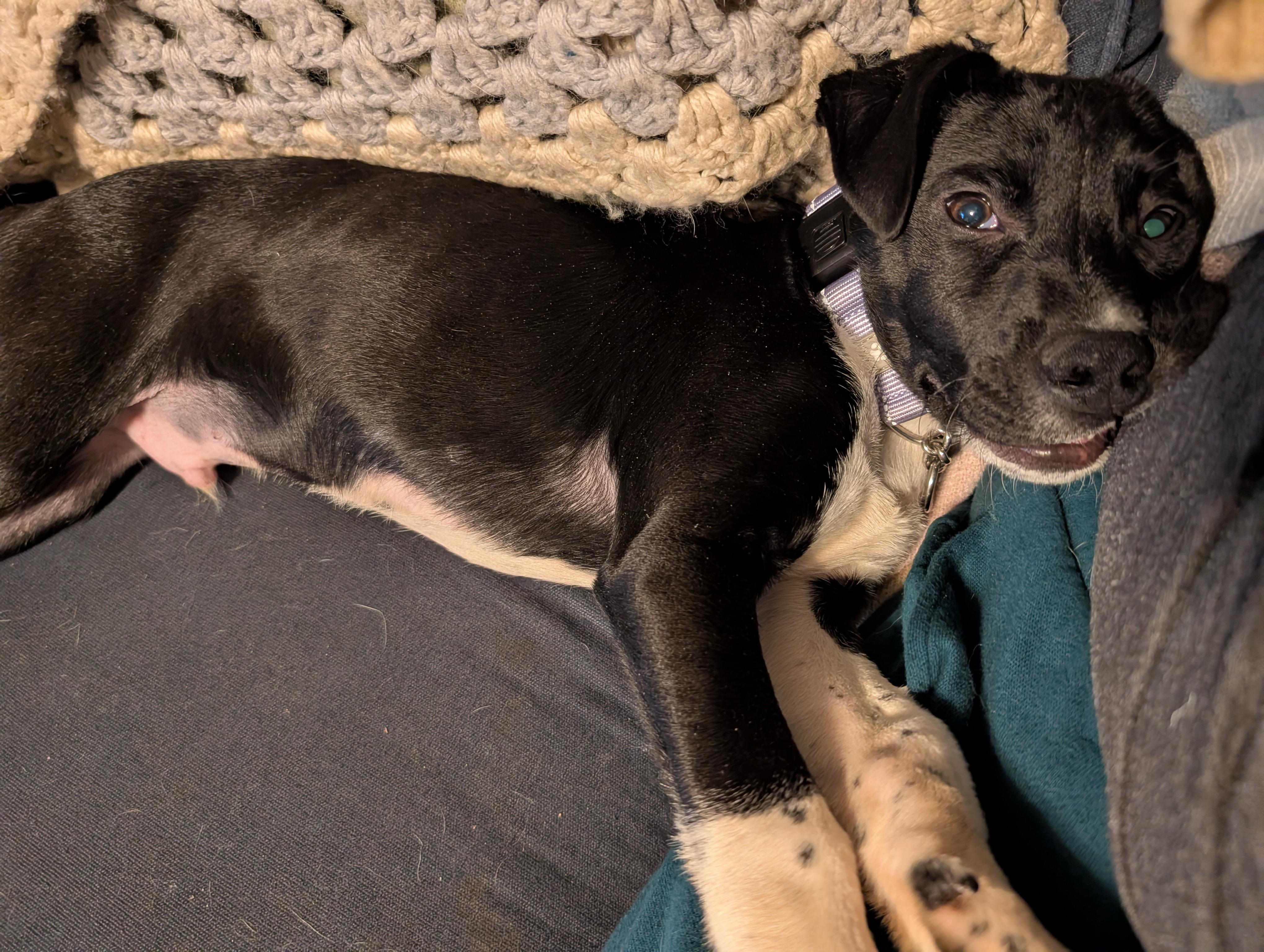 Beau*, a ADOPTABLE mixed breed in Warwick, RI image 2/3