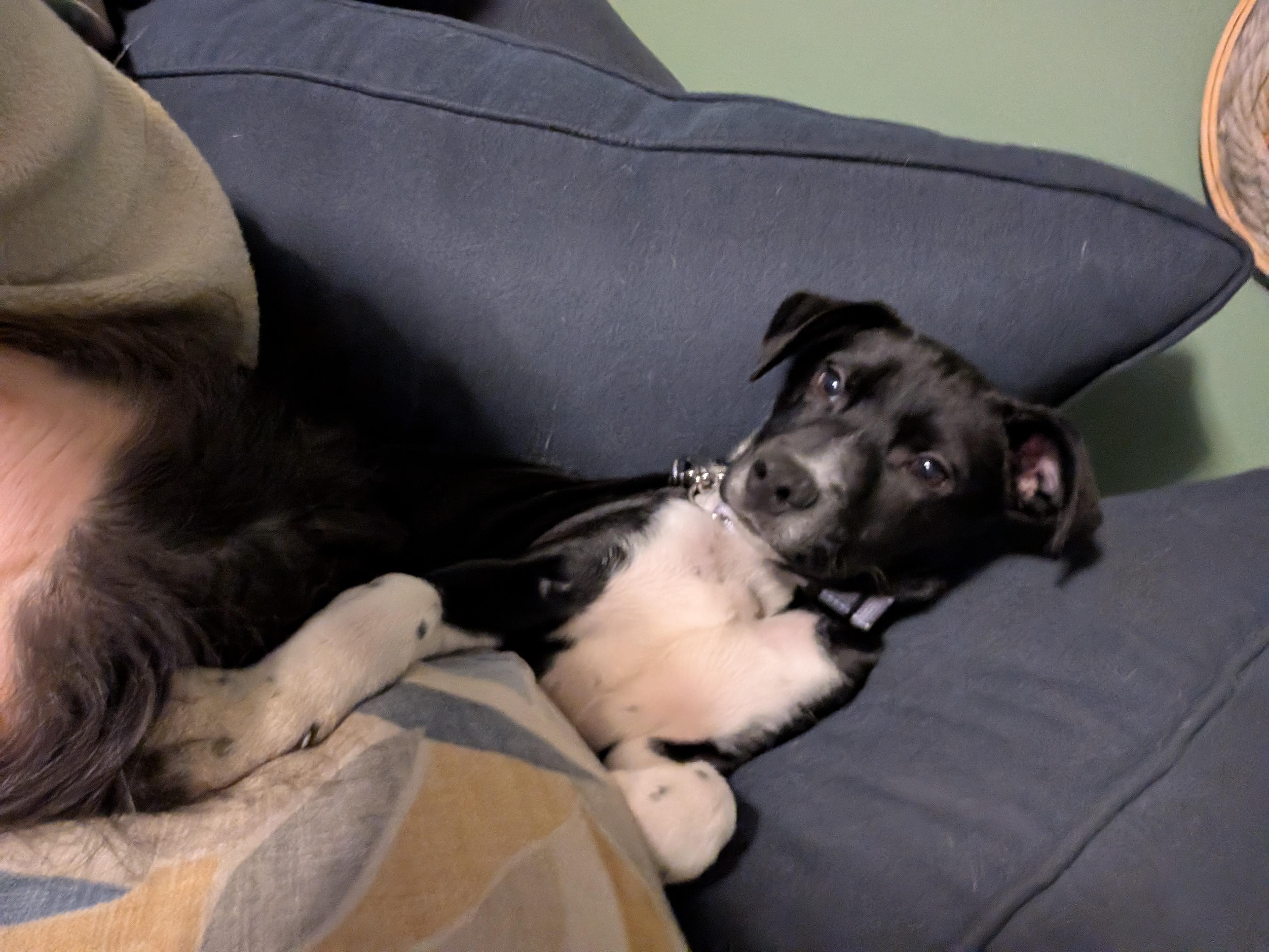 Beau*, a ADOPTABLE mixed breed in Warwick, RI image 3/3