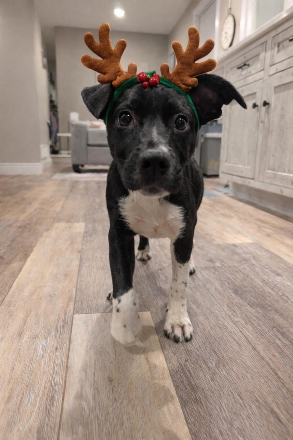 Beau*, a ADOPTABLE mixed breed in Warwick, RI image 5/5