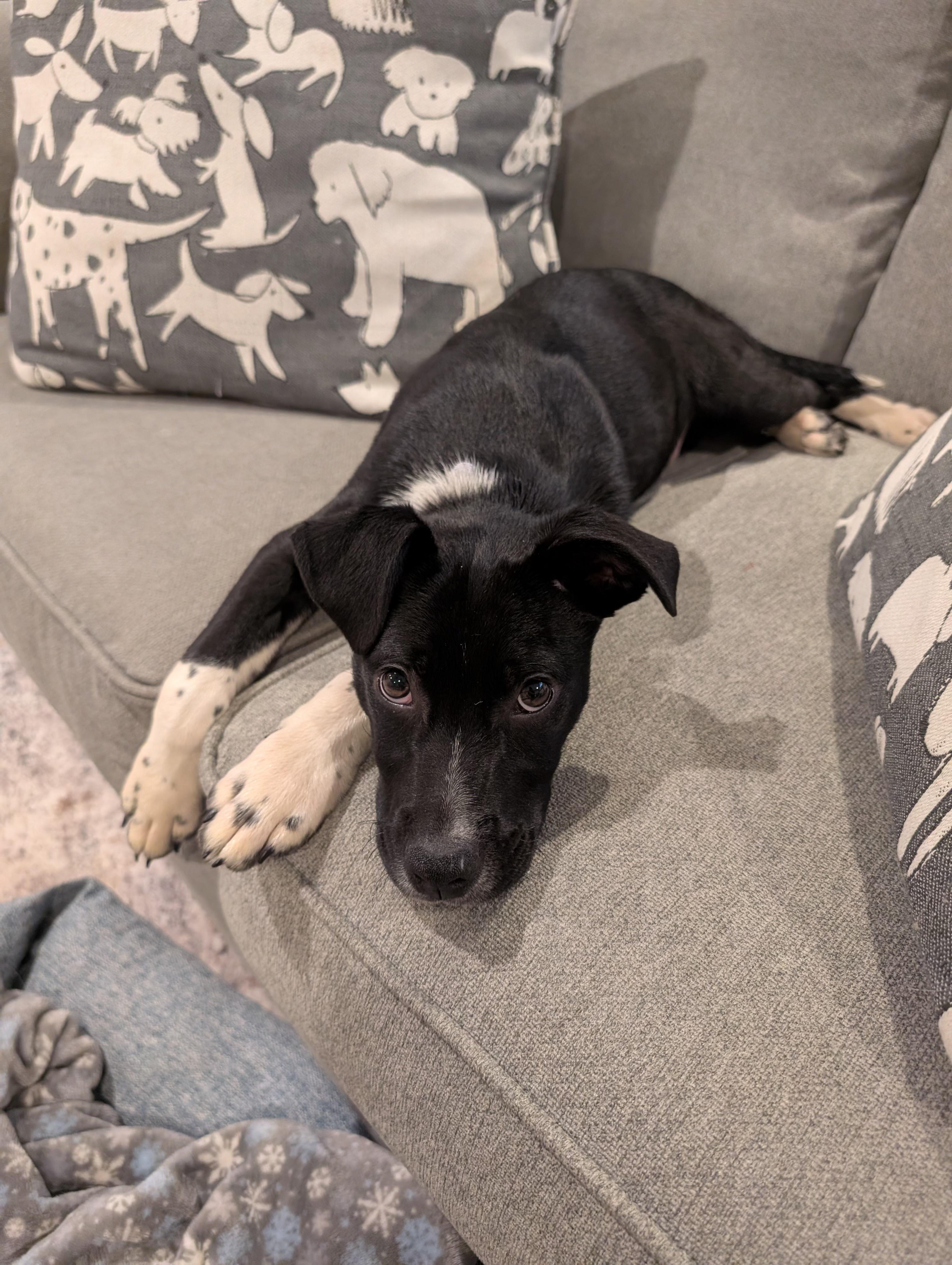 Beau*, a ADOPTABLE mixed breed in Warwick, RI image 2/5