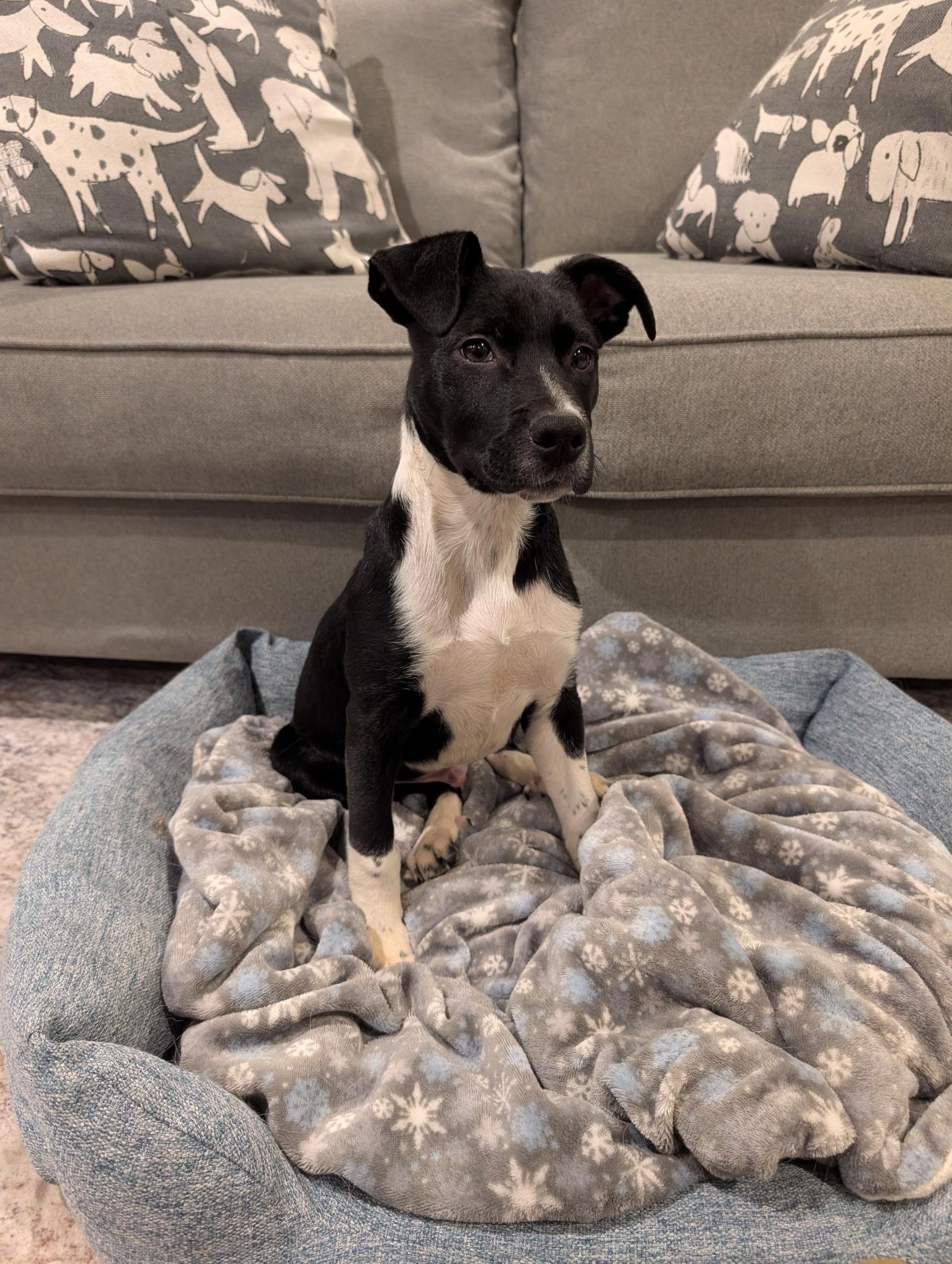 Beau*, a ADOPTABLE mixed breed in Warwick, RI image 3/5