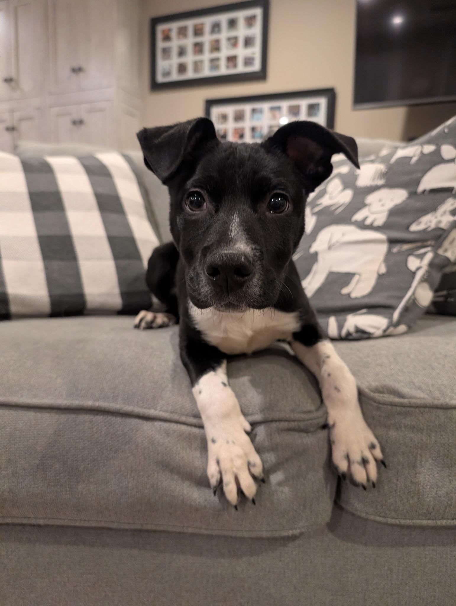 Beau*, a ADOPTABLE mixed breed in Warwick, RI image 4/5