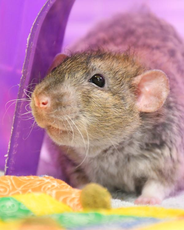 Miso - Companion to Ramen & Udon, Adoptable, Young Male Rat.