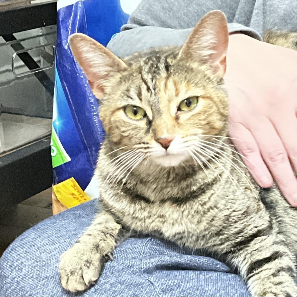 Maggie, Adoptable, Adult Female Domestic Short Hair.