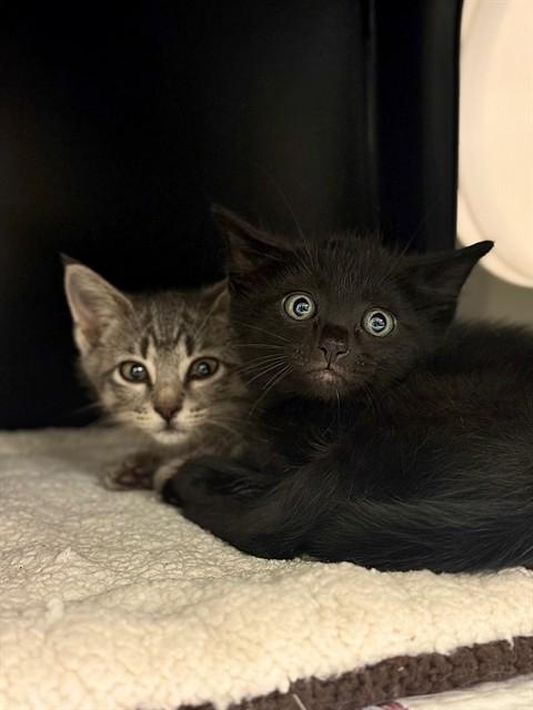 LUCAS*SPROCKET, Adoptable, Kitten Male Domestic Short Hair.