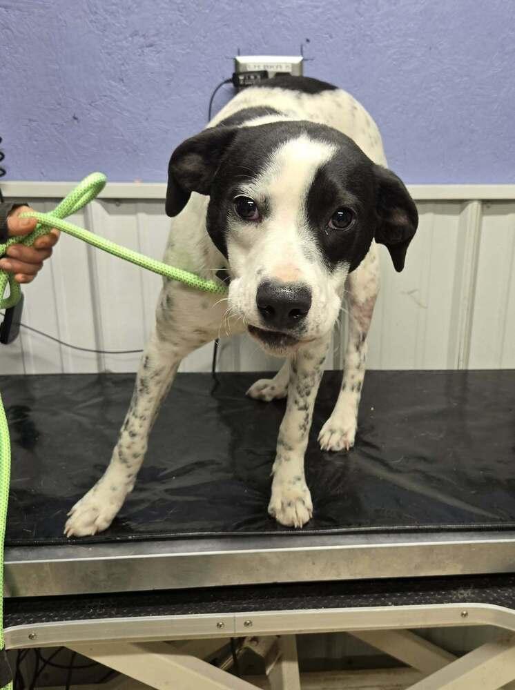 Enlarge Relish, a Adoptable mixed breed in Waverly, OH image 1/1