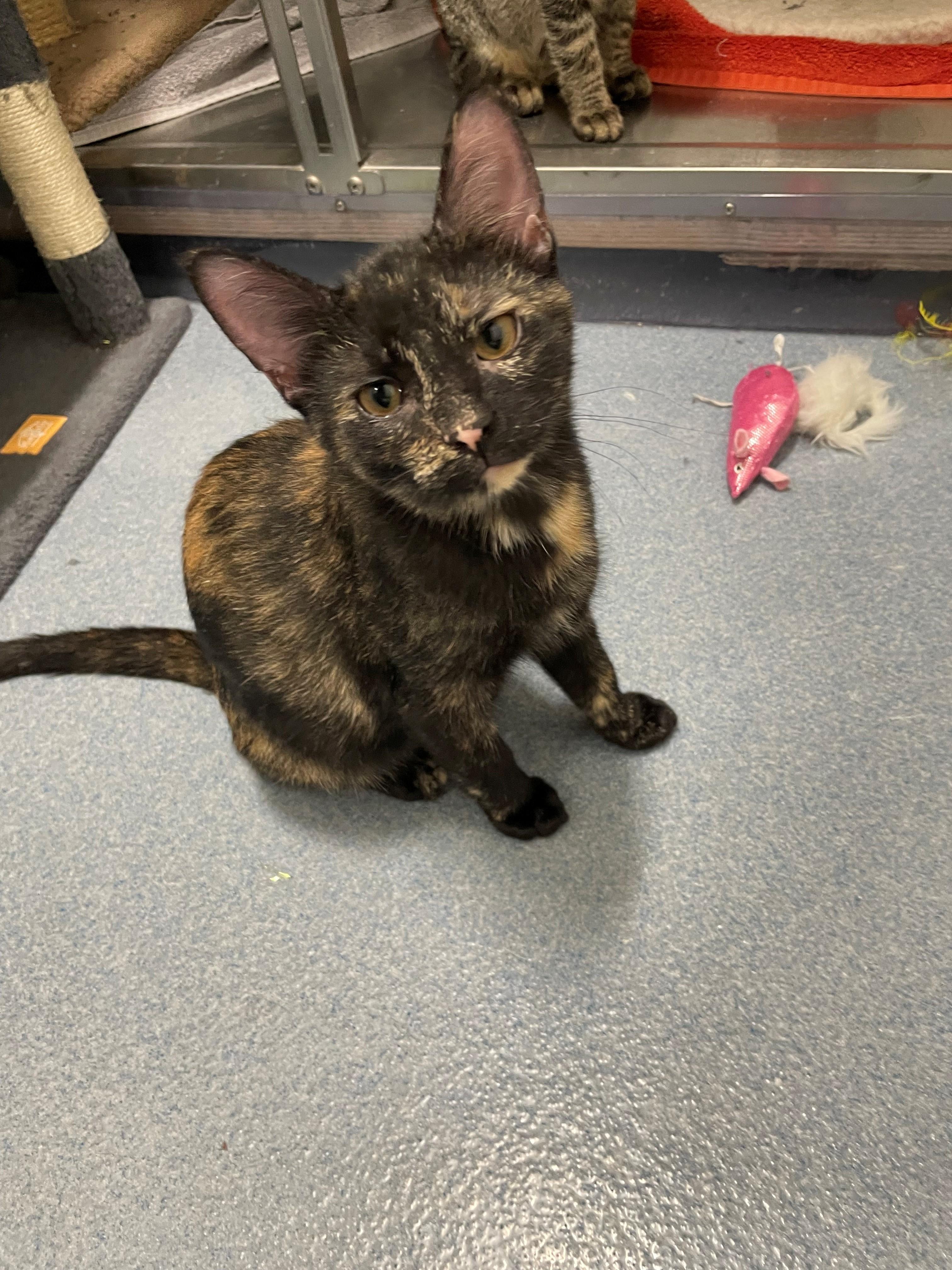 Marbles Tag 967, adopted, Kitten Female Domestic Short Hair.