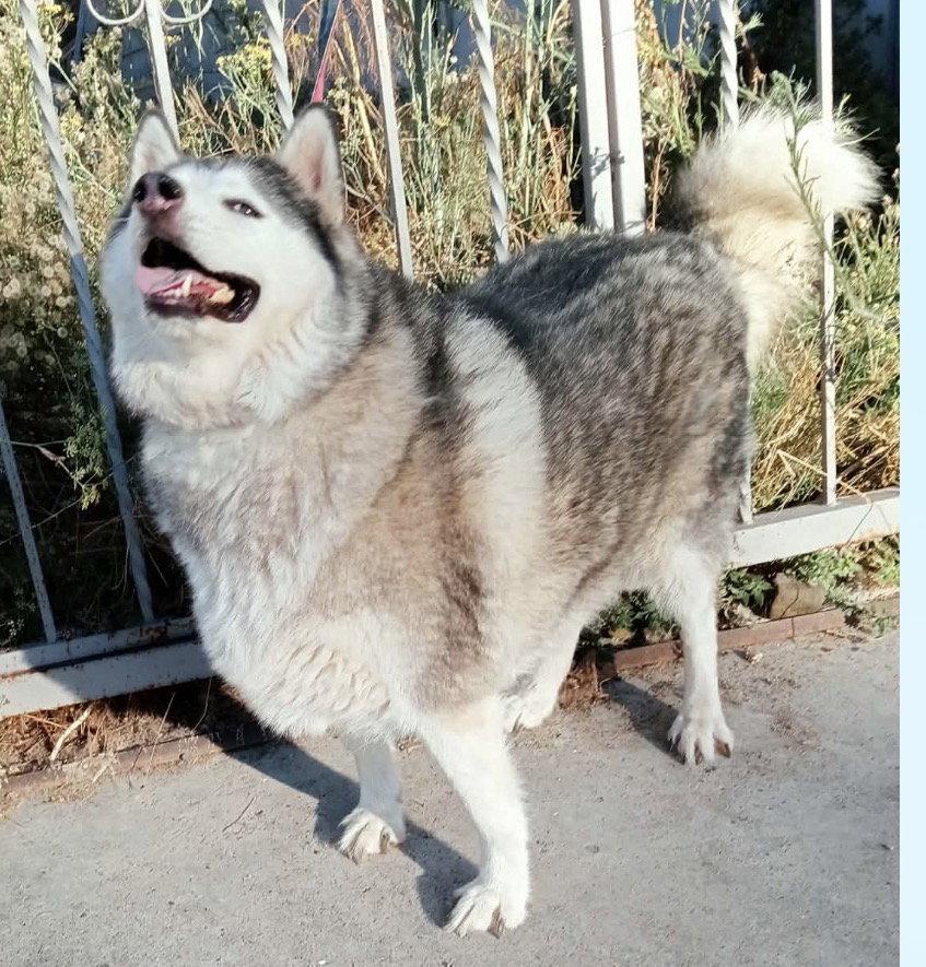 Emma, Adoptable, Adult Female Alaskan Malamute.