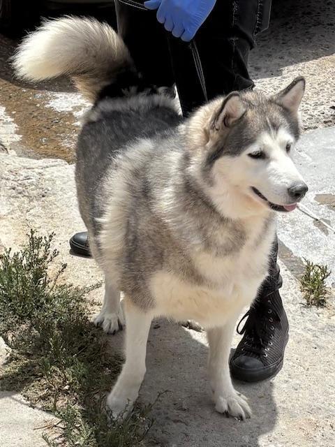 Enlarge Emma, a Adoptable Alaskan Malamute in Los Angeles, CA image 2/3