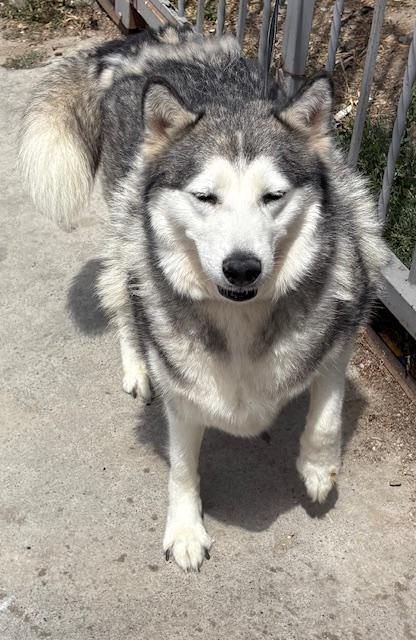 Enlarge Emma, a Adoptable Alaskan Malamute in Los Angeles, CA image 3/3