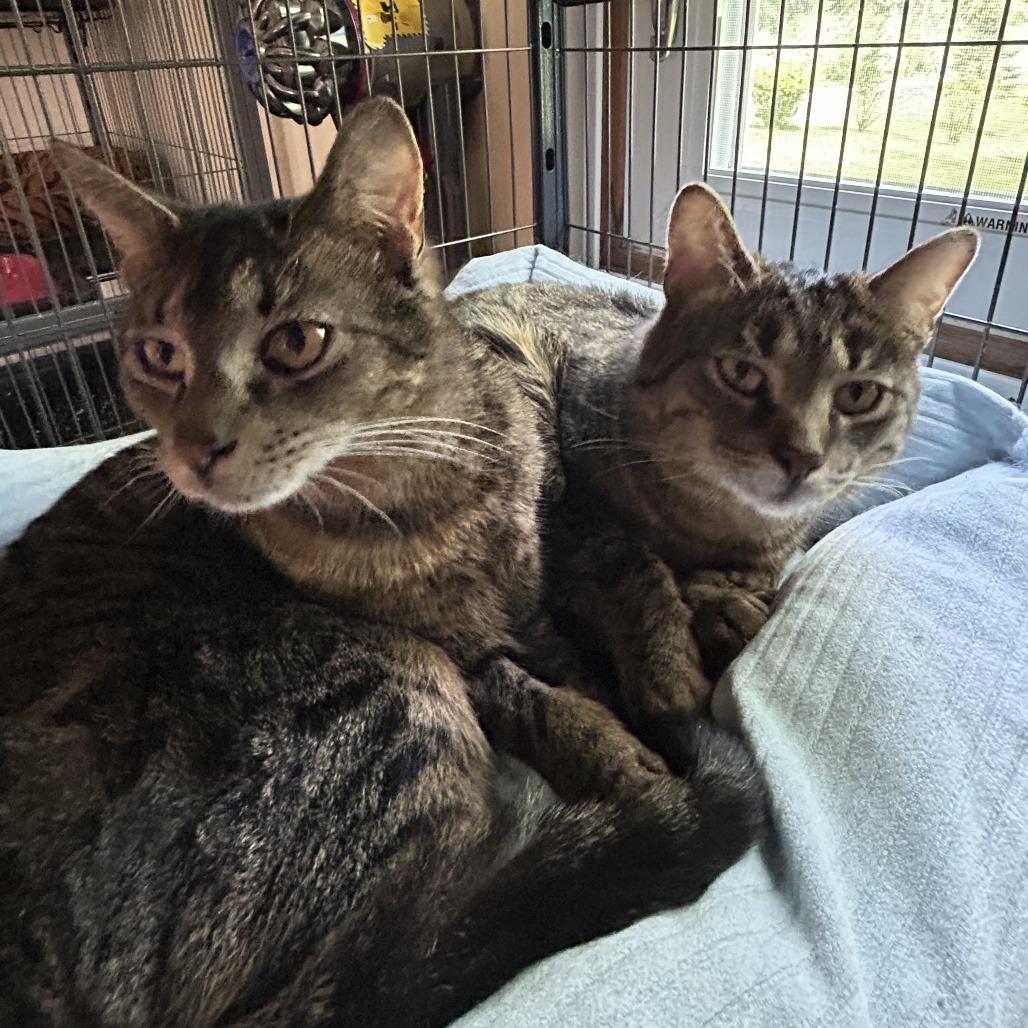 Fox In Sox 55905 FIV+, Adoptable, Adult Male Domestic Short Hair.