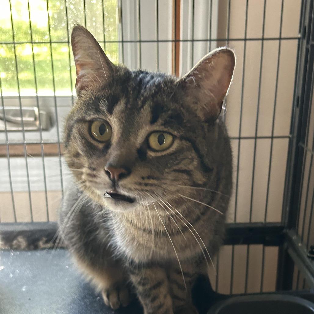 Enlarge Fox In Sox 55905 FIV+, a Adoptable Domestic Short Hair in Lansing, MI image 2/4