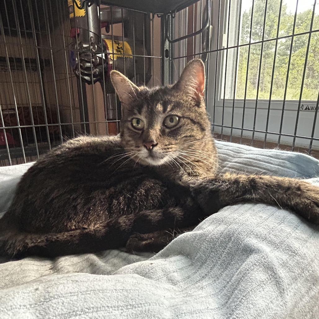 Enlarge Fox In Sox 55905 FIV+, a Adoptable Domestic Short Hair in Lansing, MI image 3/4