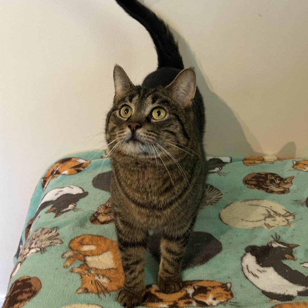 Enlarge Fox In Sox 55905 FIV+, a Adoptable Domestic Short Hair in Lansing, MI image 4/4