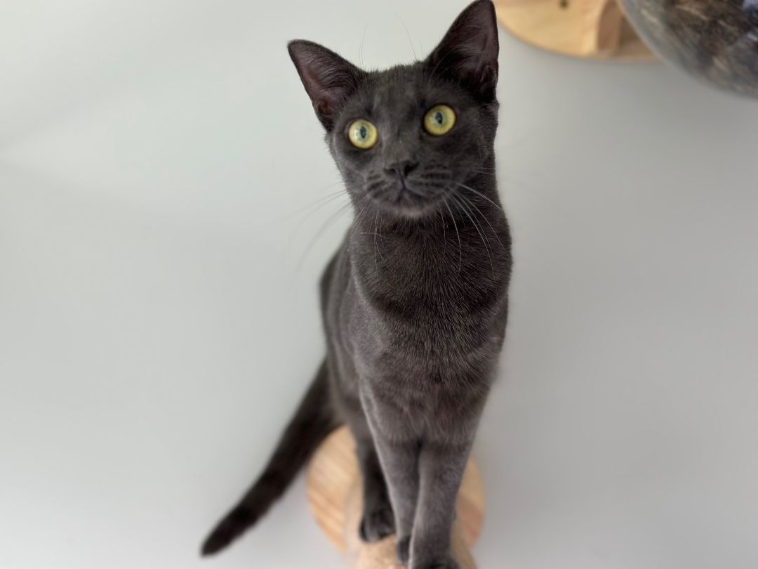 Enlarge Willa, a Adoptable Domestic Short Hair in Apex, NC image 1/1