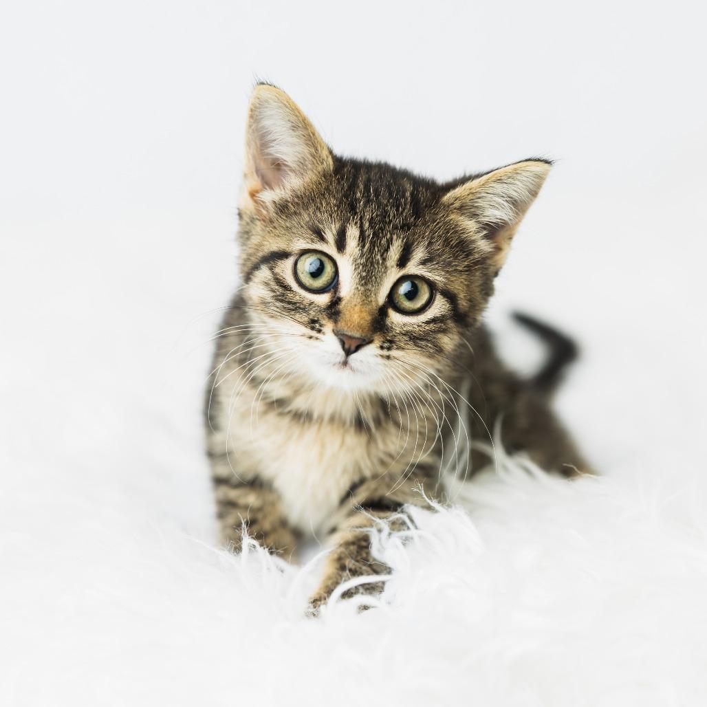 Fable, Adoptable, Kitten Female Domestic Short Hair.