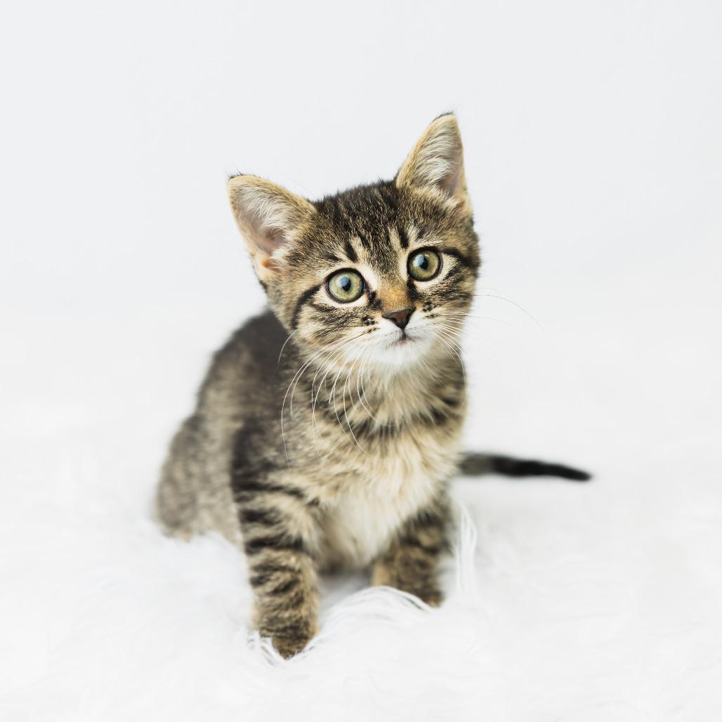 Enlarge Fable, a Adoptable Domestic Short Hair in St. Paul, MN image 2/4
