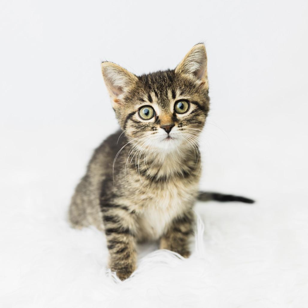 Enlarge Fable, a Adoptable Domestic Short Hair in St. Paul, MN image 3/4