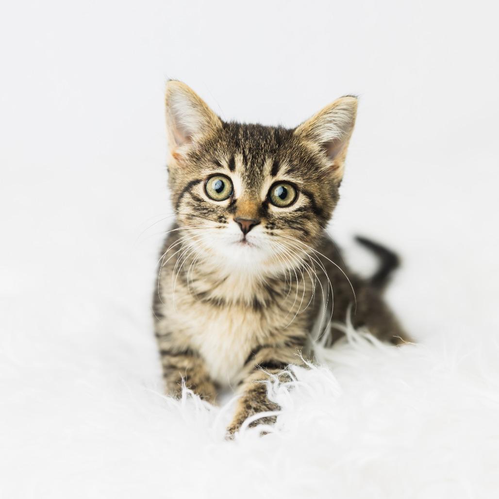 Enlarge Fable, a Adoptable Domestic Short Hair in St. Paul, MN image 4/4