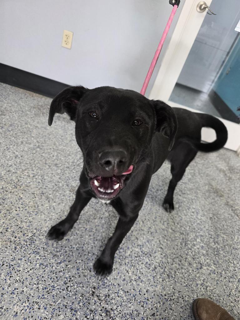 Olive, Adoptable, Young Female Labrador Retriever & Mixed Breed.