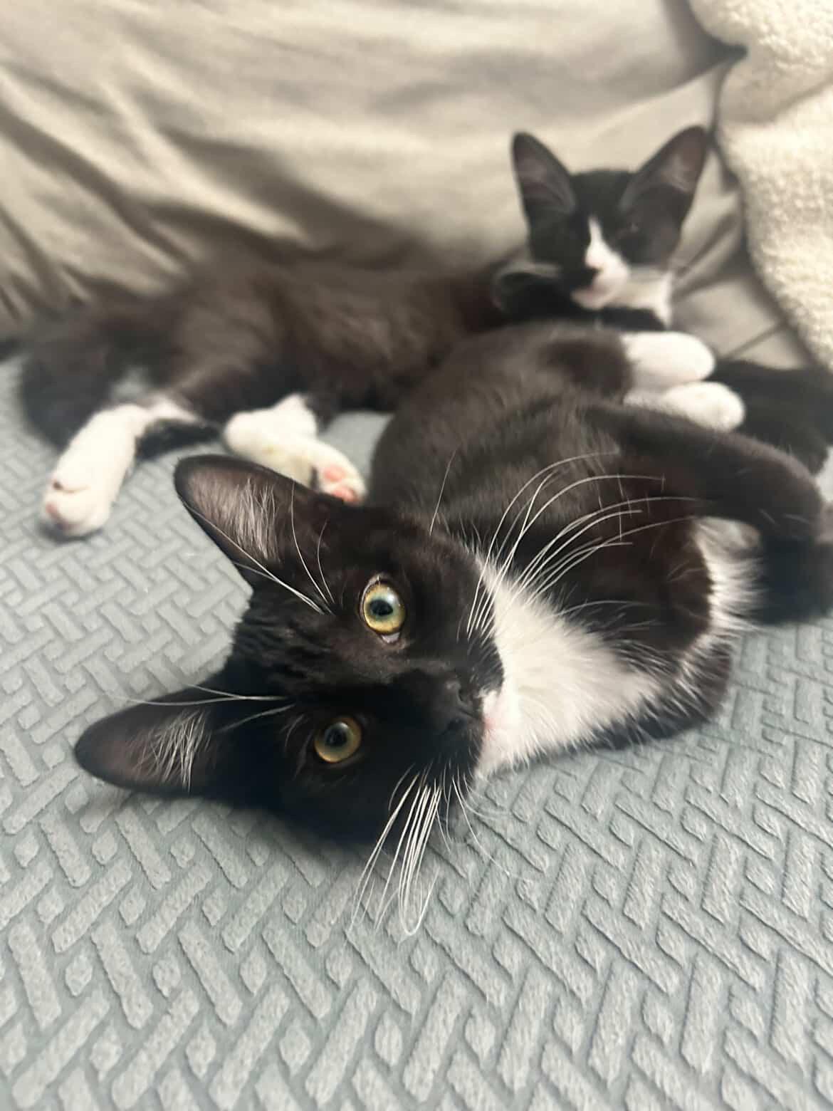 Enlarge Fang & Ryu (Bonded Pair), a Adoptable Domestic Medium Hair in Brooklyn, NY image 4/5