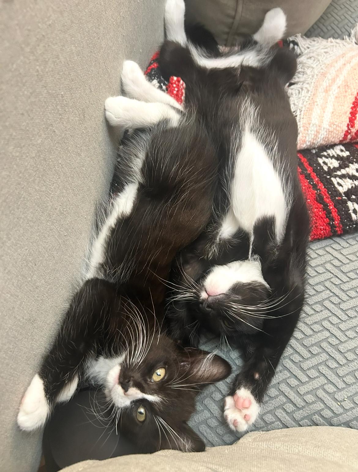 Enlarge Fang & Ryu (Bonded Pair), a Adoptable Domestic Medium Hair in Brooklyn, NY image 2/5