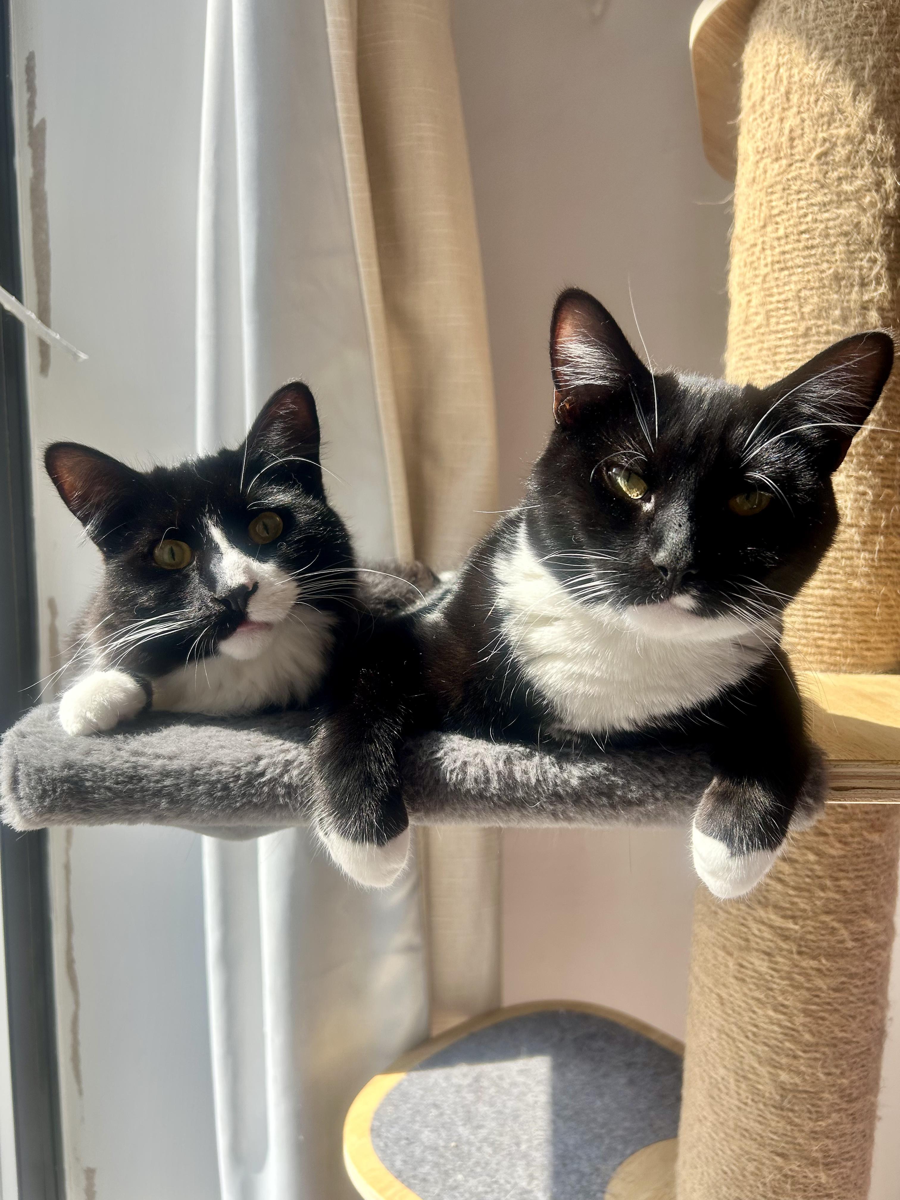Enlarge Fang & Ryu (Bonded Pair), a Adoptable Domestic Medium Hair in Brooklyn, NY image 1/1