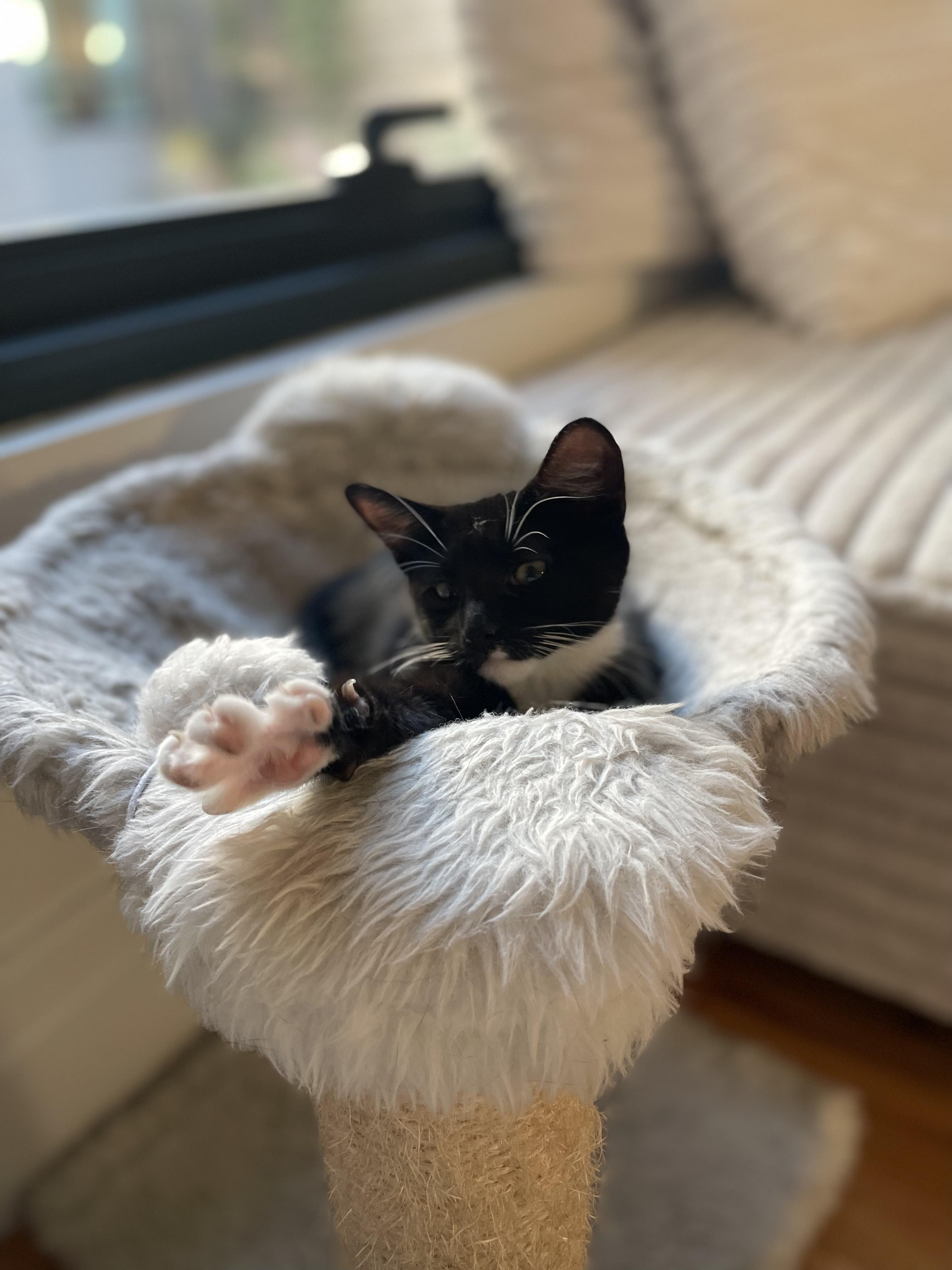 Enlarge Fang & Ryu (Bonded Pair), a Adoptable Domestic Medium Hair in Brooklyn, NY image 5/5