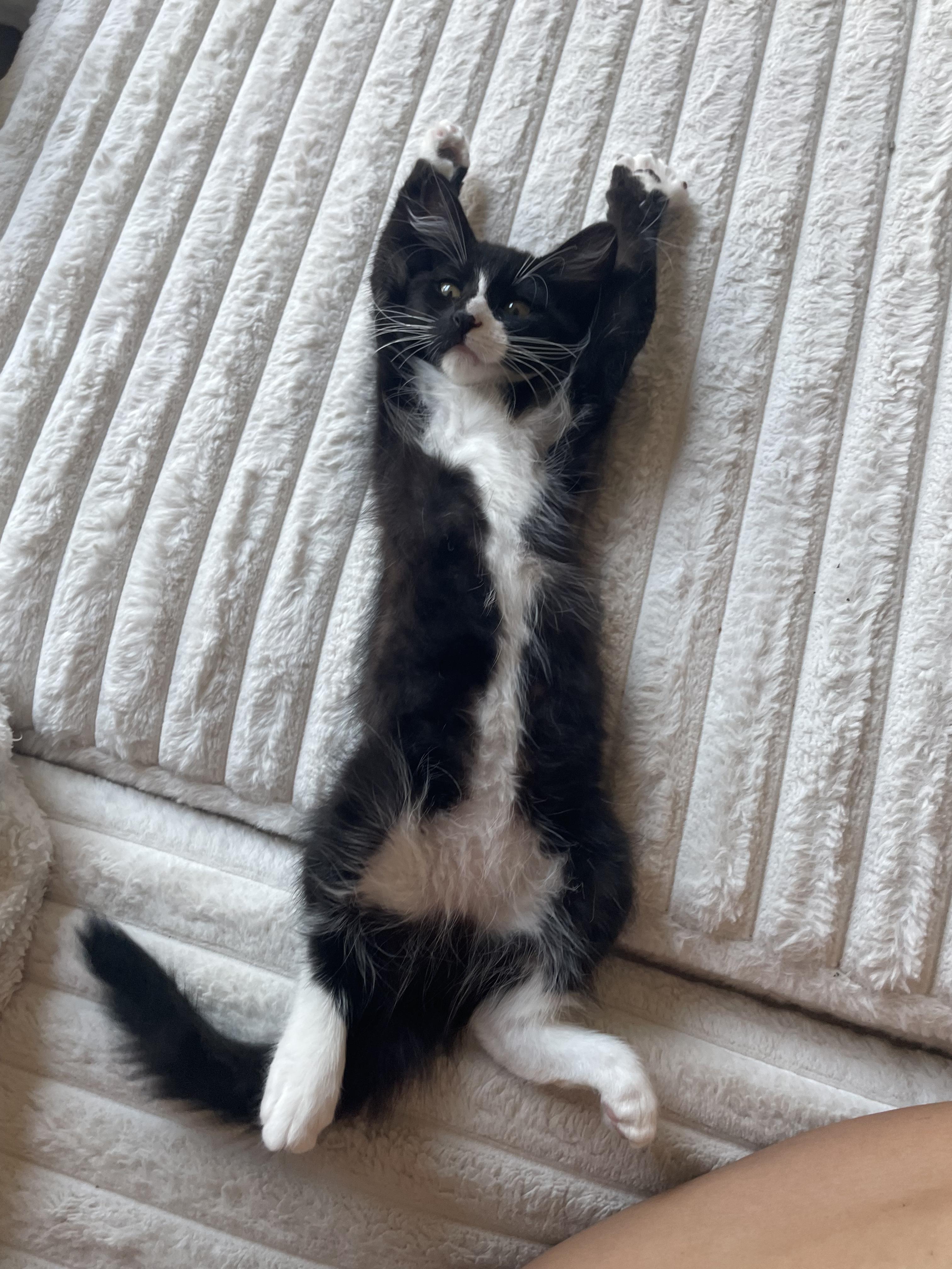 Fang & Ryu thumbnail 5