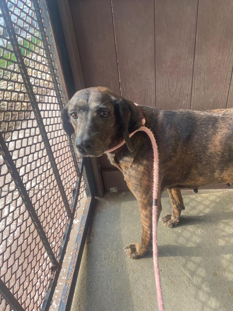Enlarge OLIVE, a Adoptable Plott Hound in Crossville, TN image 1/3