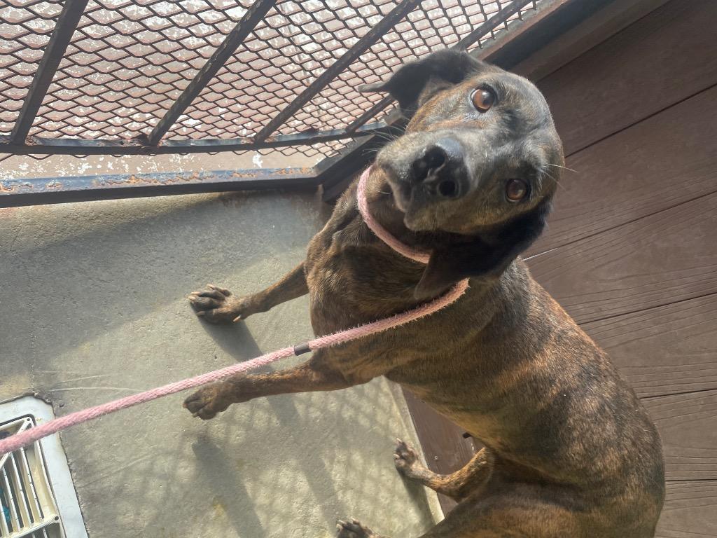 Enlarge OLIVE, a Adoptable Plott Hound in Crossville, TN image 2/3