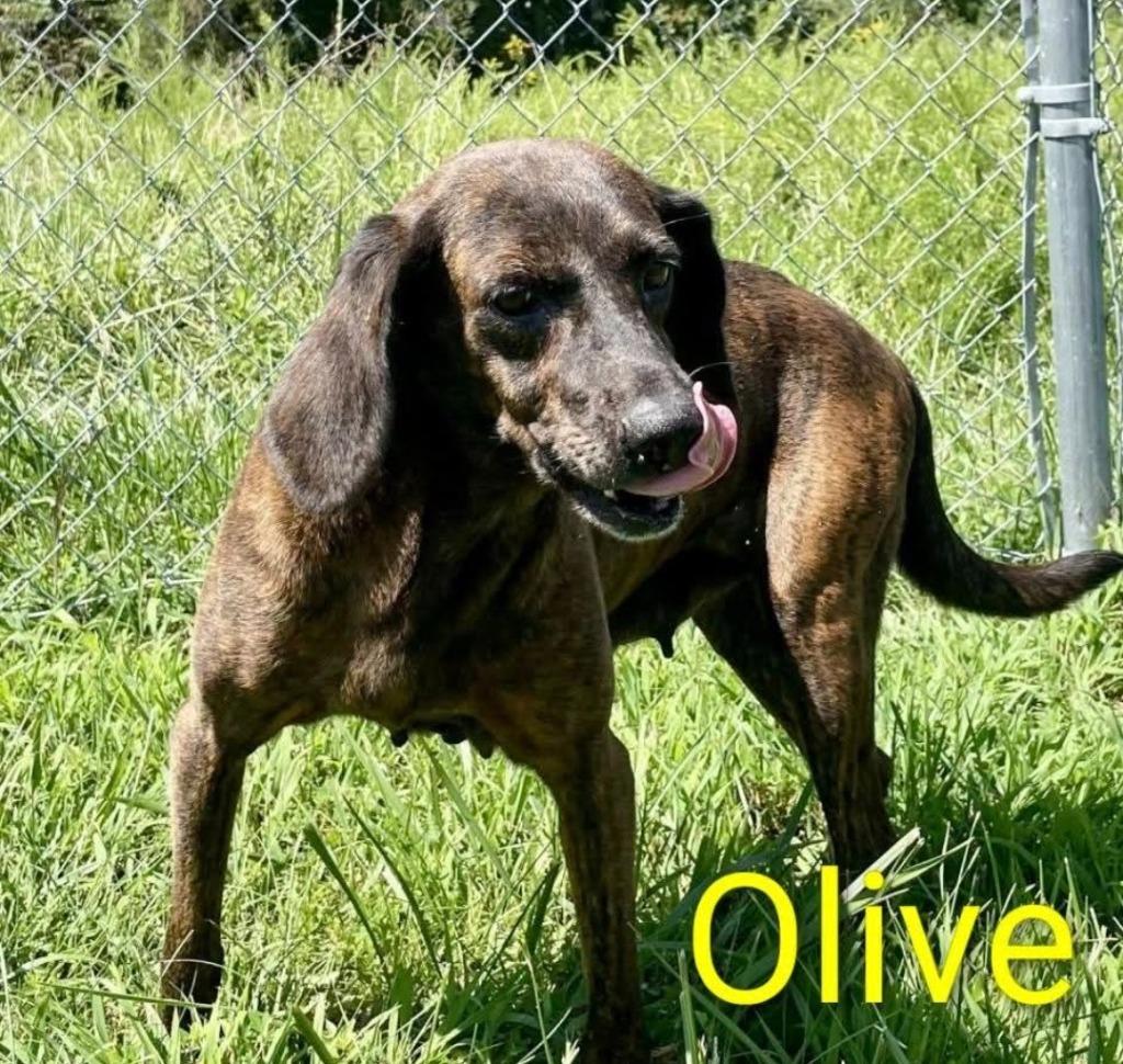 OLIVE, Adopted, Adult Female Plott Hound.