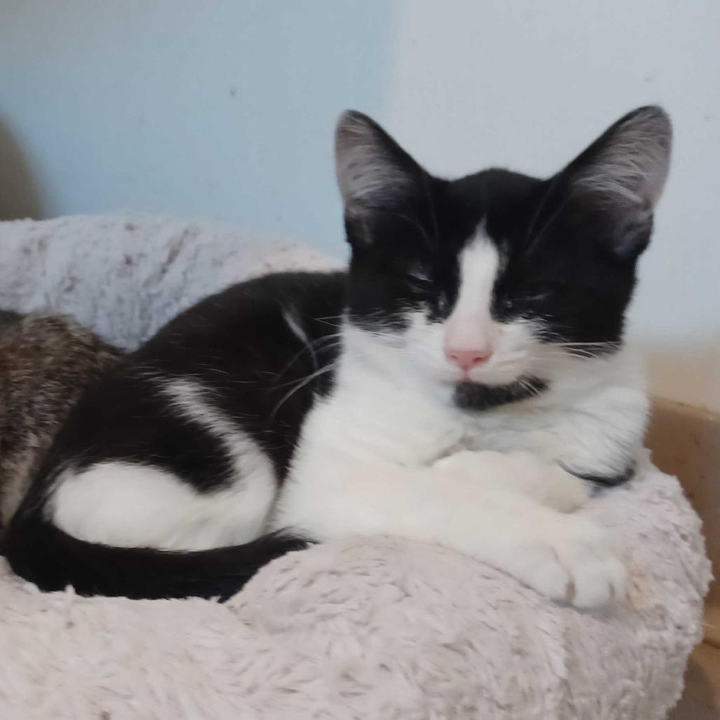 Enlarge Scapula, a Adoptable Domestic Short Hair in Chicago, IL image 1/2