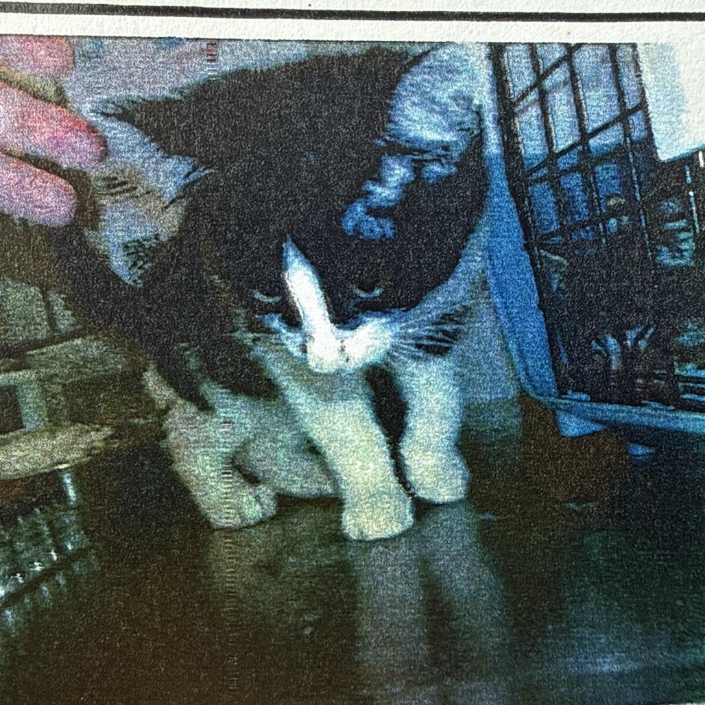 Enlarge Scapula, a Adoptable Domestic Short Hair in Chicago, IL image 2/2